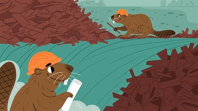 Furry Engineers: How Beavers Can Change an Entire Ecosystem